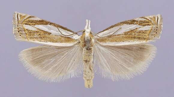 Image of Crambus youngellus Kearfott 1908