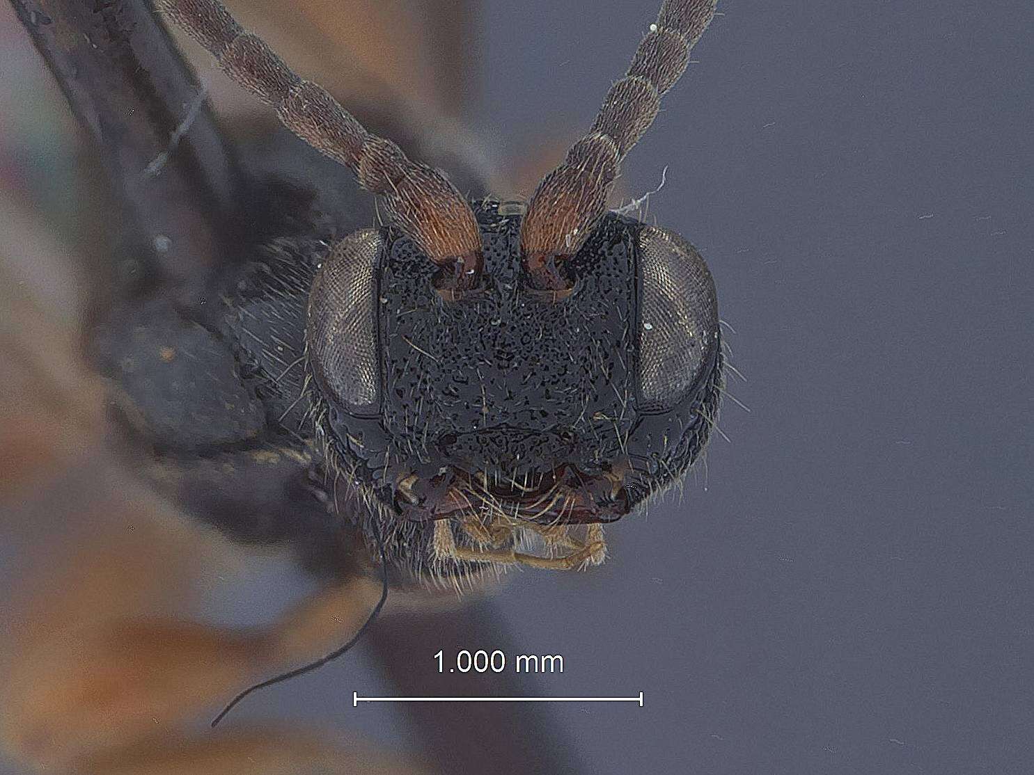 Image of Aplomerus robustus Townes & Townes 1960