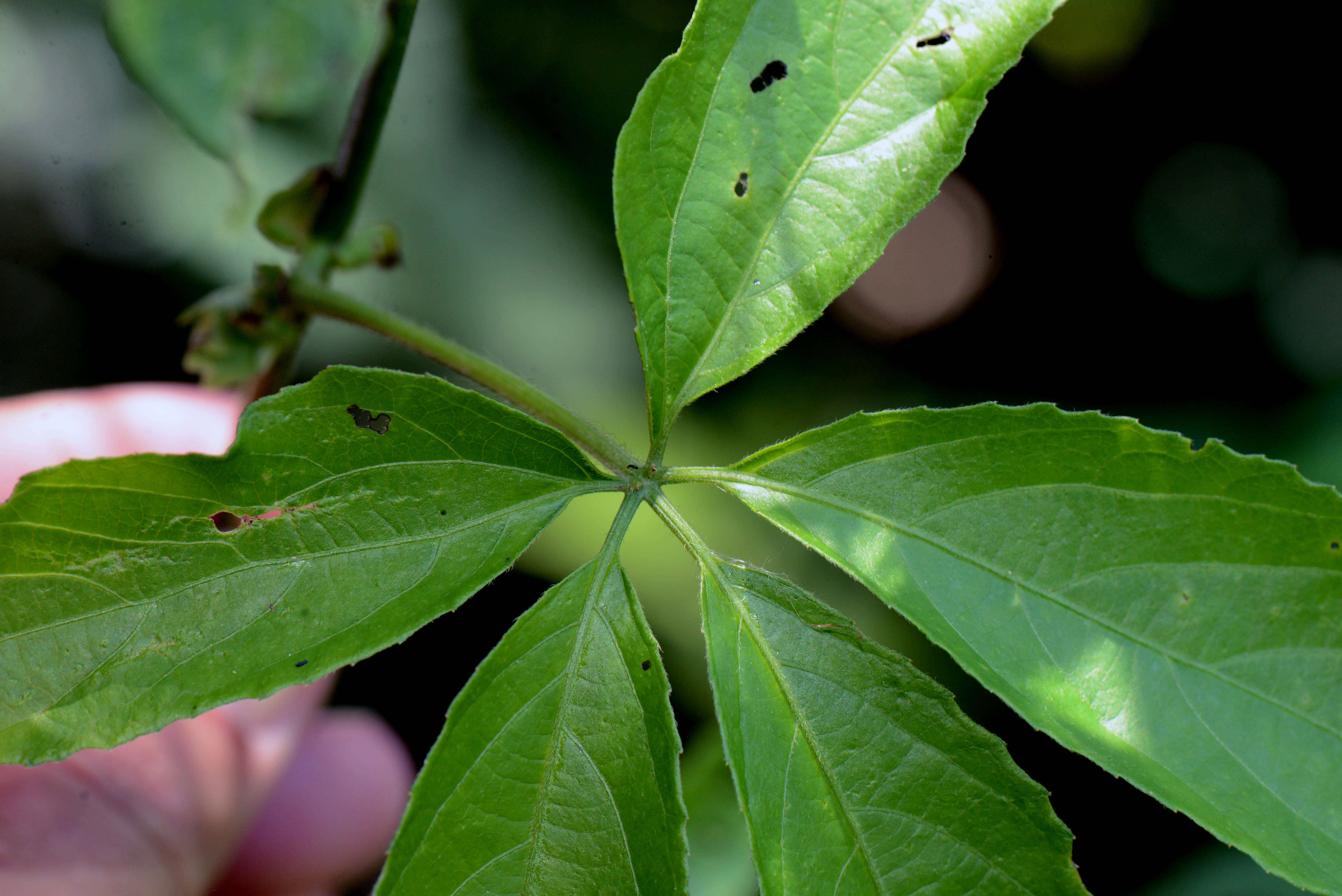 Image of Dalechampia Plum. ex L.