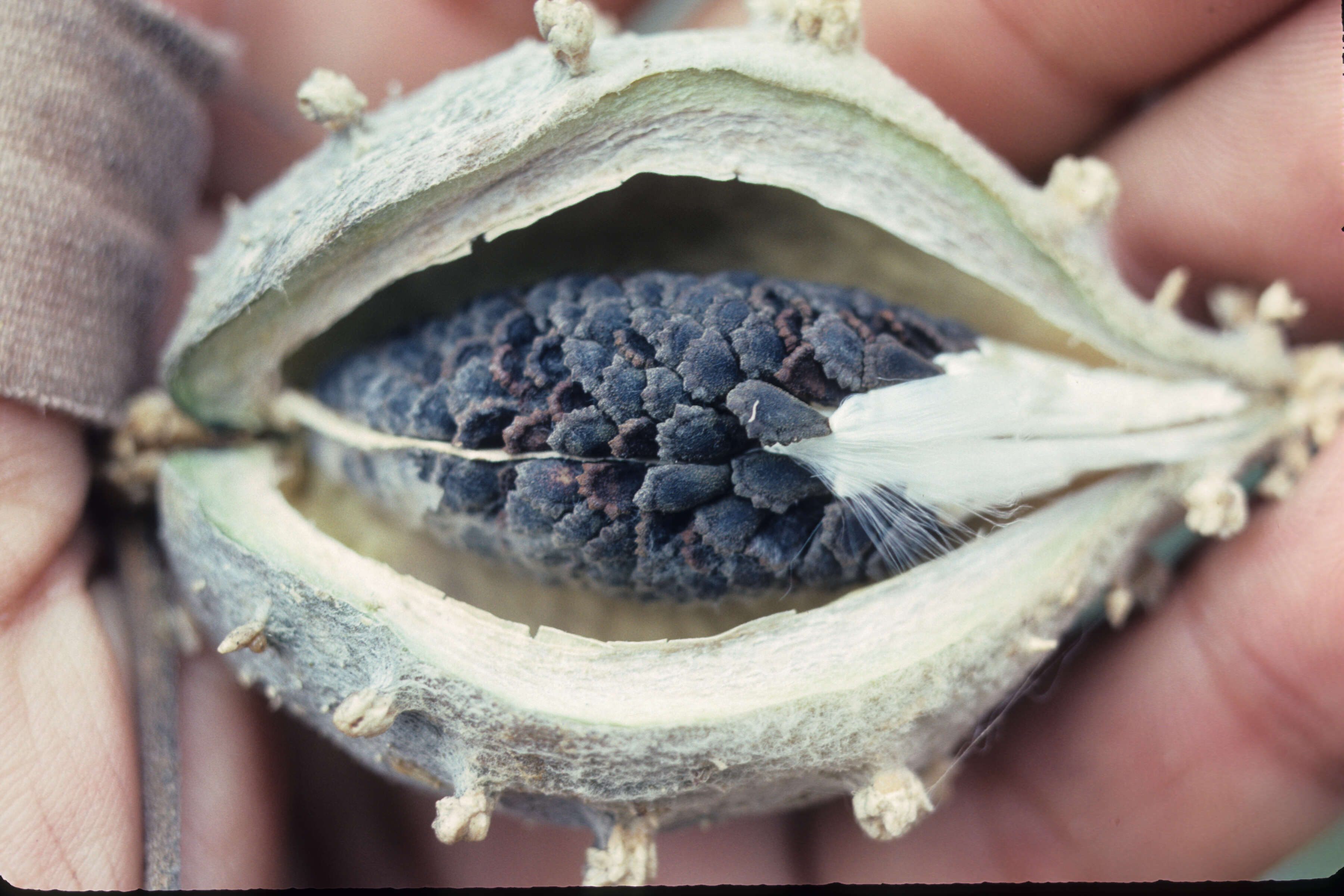 Image of Matelea maritima (Jacq.) Woodson