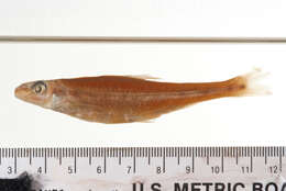 Image of Streamline chub