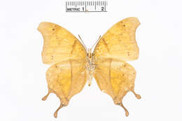 Image of Charaxes zoolina Westwood (1850)