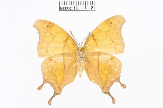 Plancia ëd Charaxes zoolina Westwood (1850)