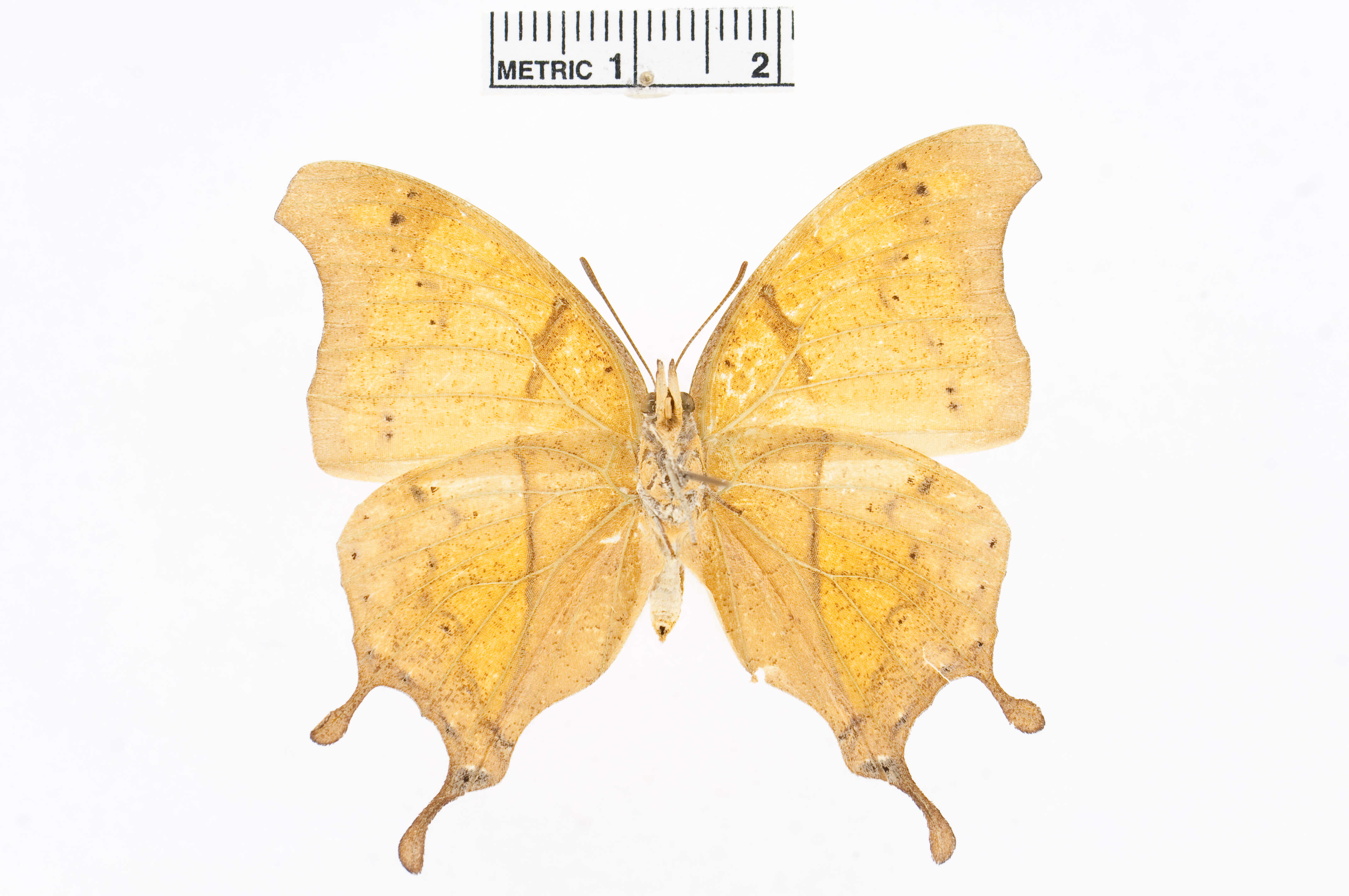 Image of Charaxes zoolina Westwood (1850)