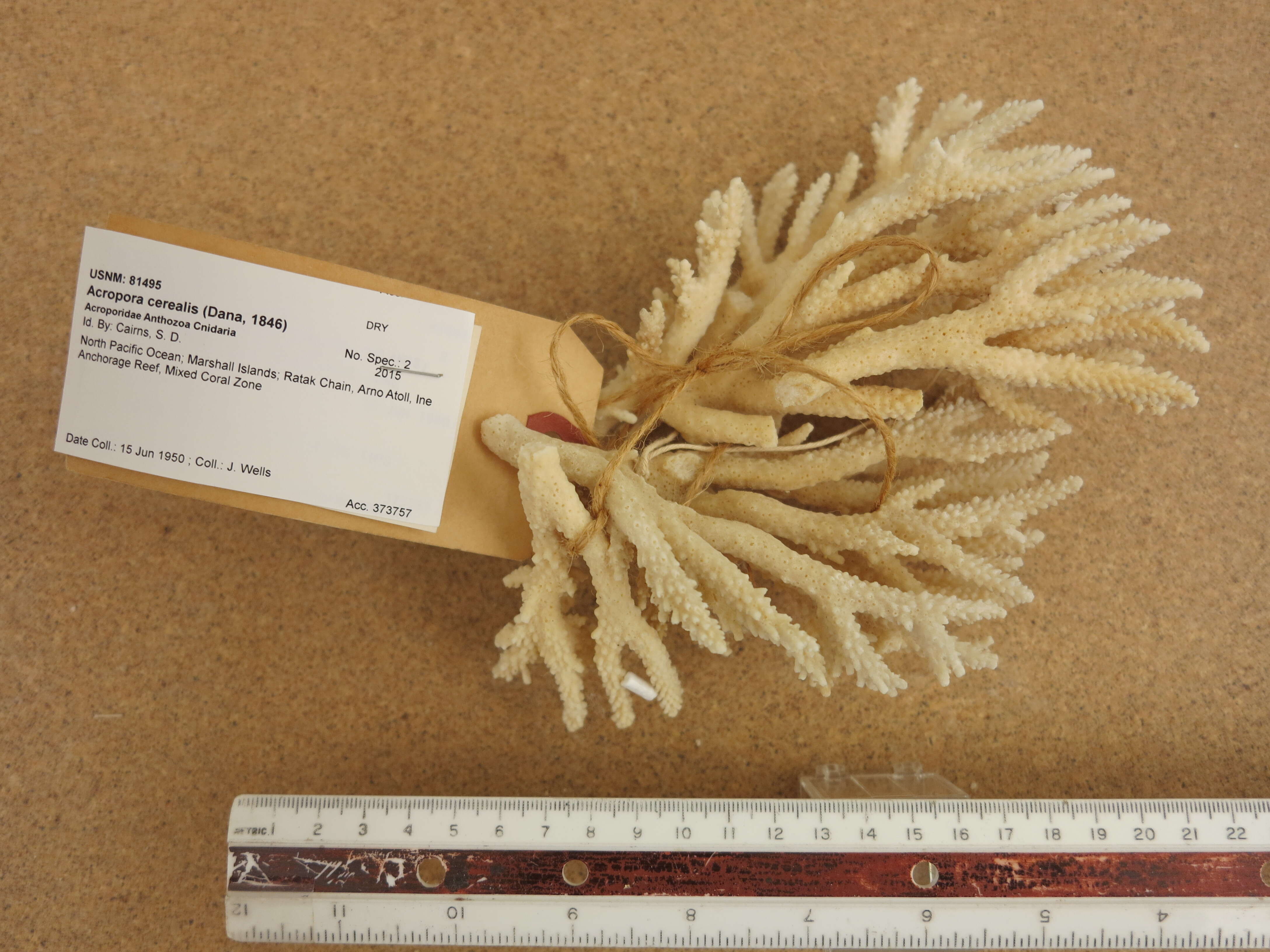 Image of Staghorn coral