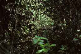 Image of Acevedo's velvetshrub