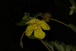 Image de Tribulus cistoides L.