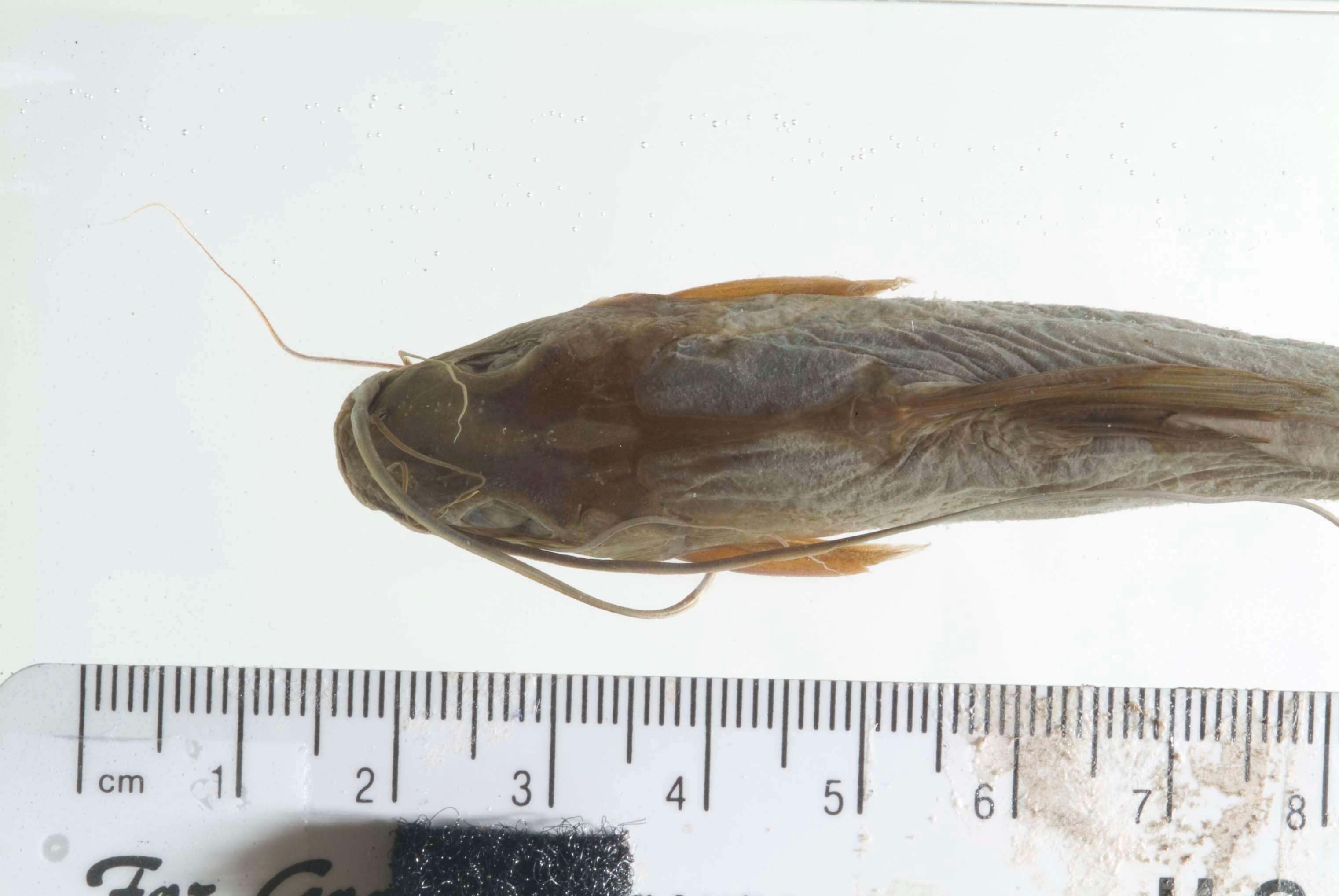 Image of Twospot catfish