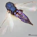 Imagem de Euderus argyresthiae (Crawford 1915)