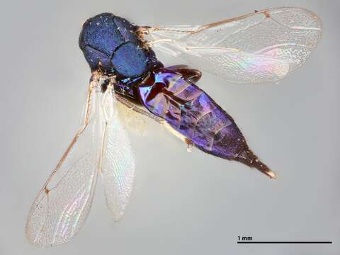 صورة Euderus argyresthiae (Crawford 1915)