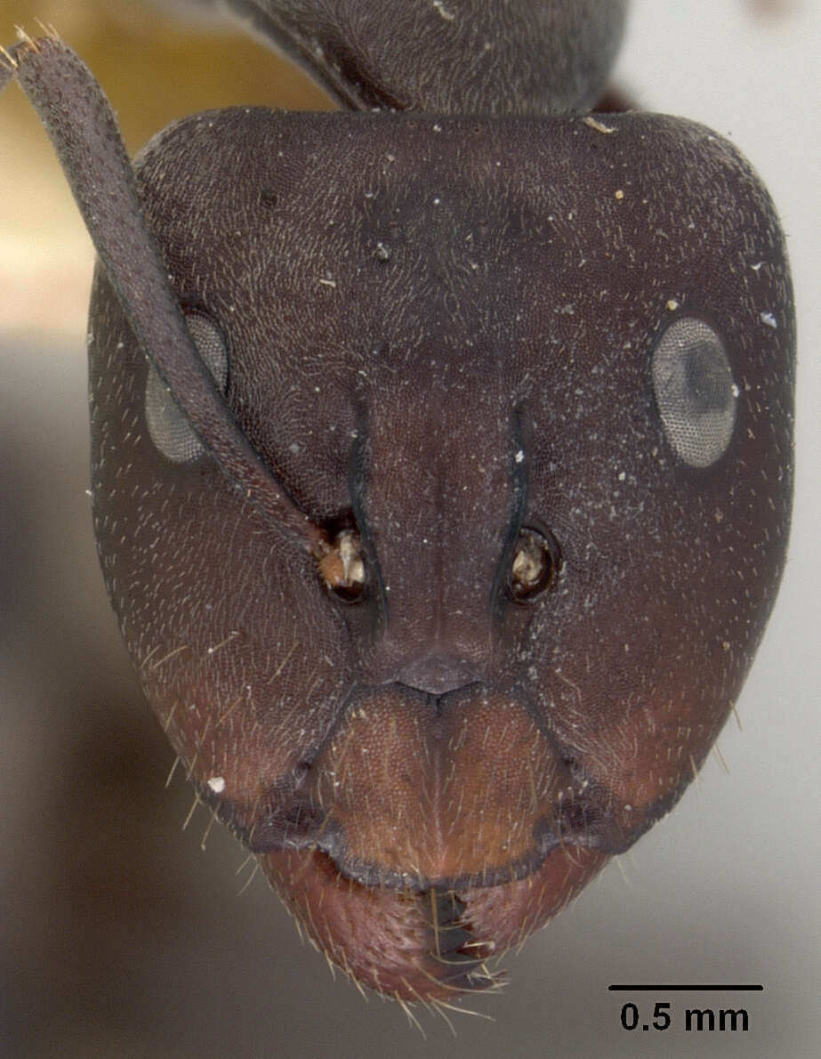 Image of Camponotus rufoglaucus syphax Wheeler 1922