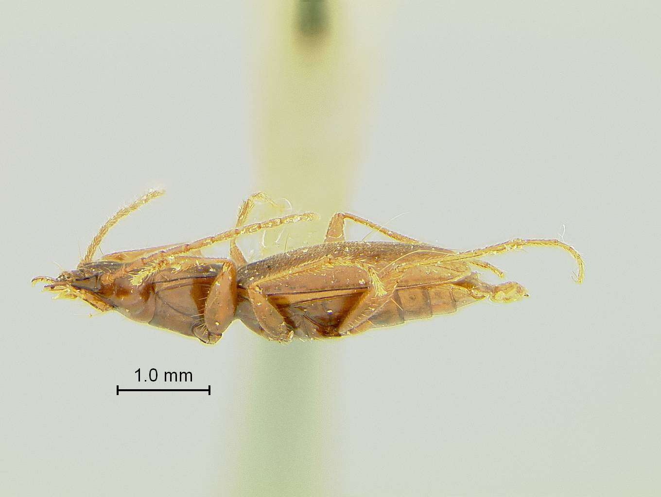 Image of Pseudanophthalmus fulleri Valentine 1932