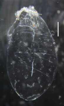 Image of Apolemia rubriversa Siebert, Pugh, Haddock & Dunn 2013