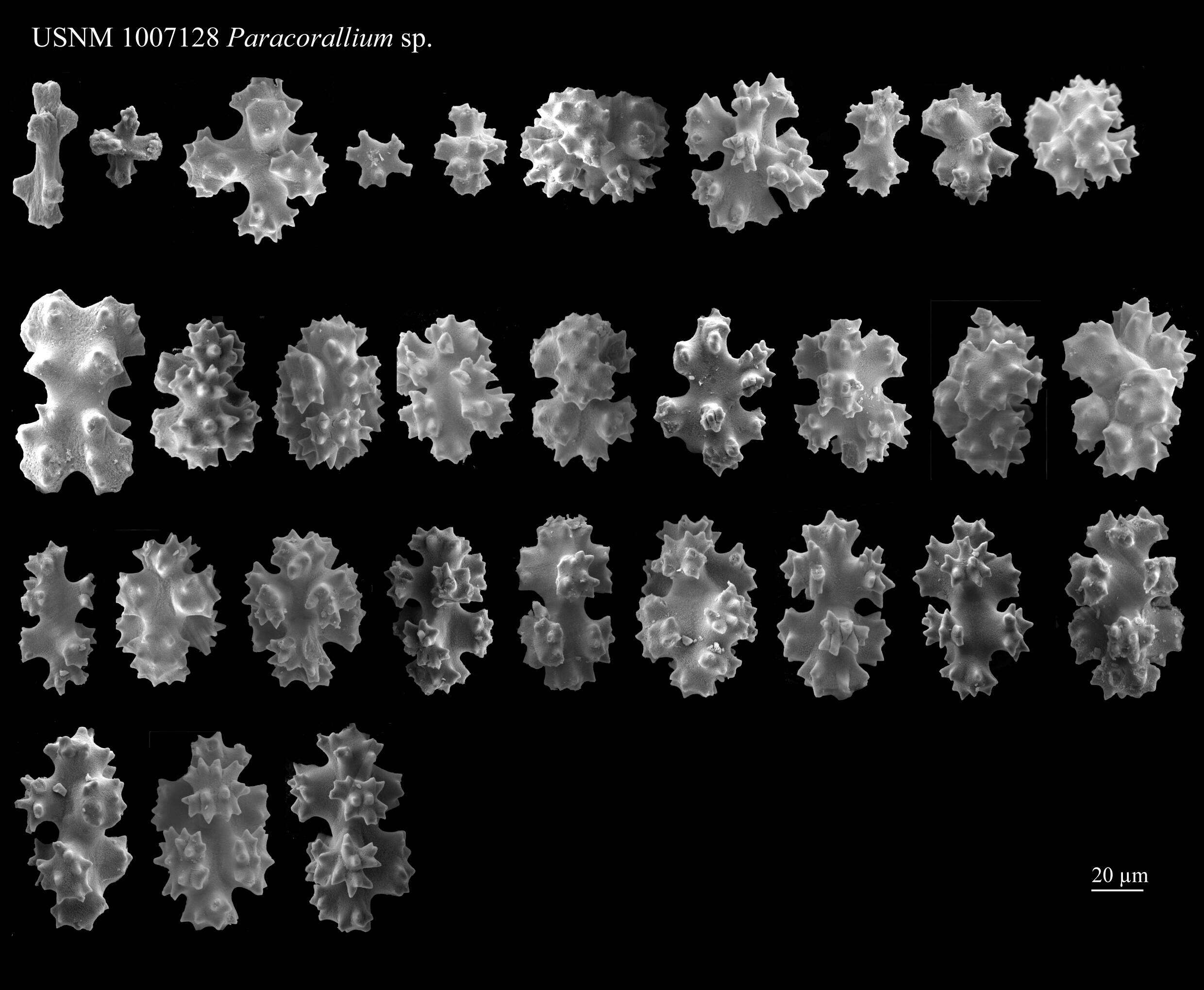 Image of Corallium japonicum Kishinouyi 1903