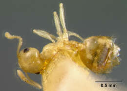 Image of Crematogaster barbouri Weber 1934