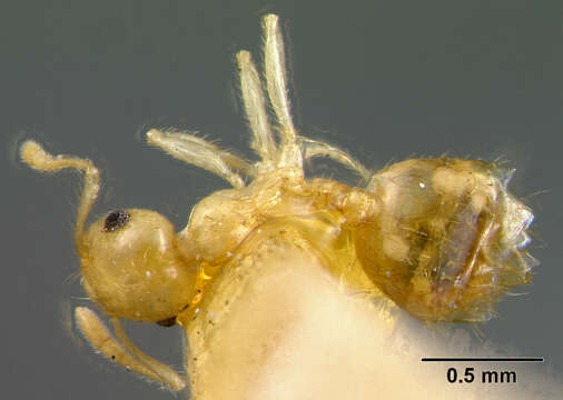 Image of Crematogaster barbouri Weber 1934