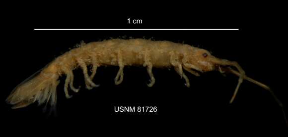 Image of Erichsonella attenuata (Harger 1873 ex Verrill, Smith & Harger 1873)