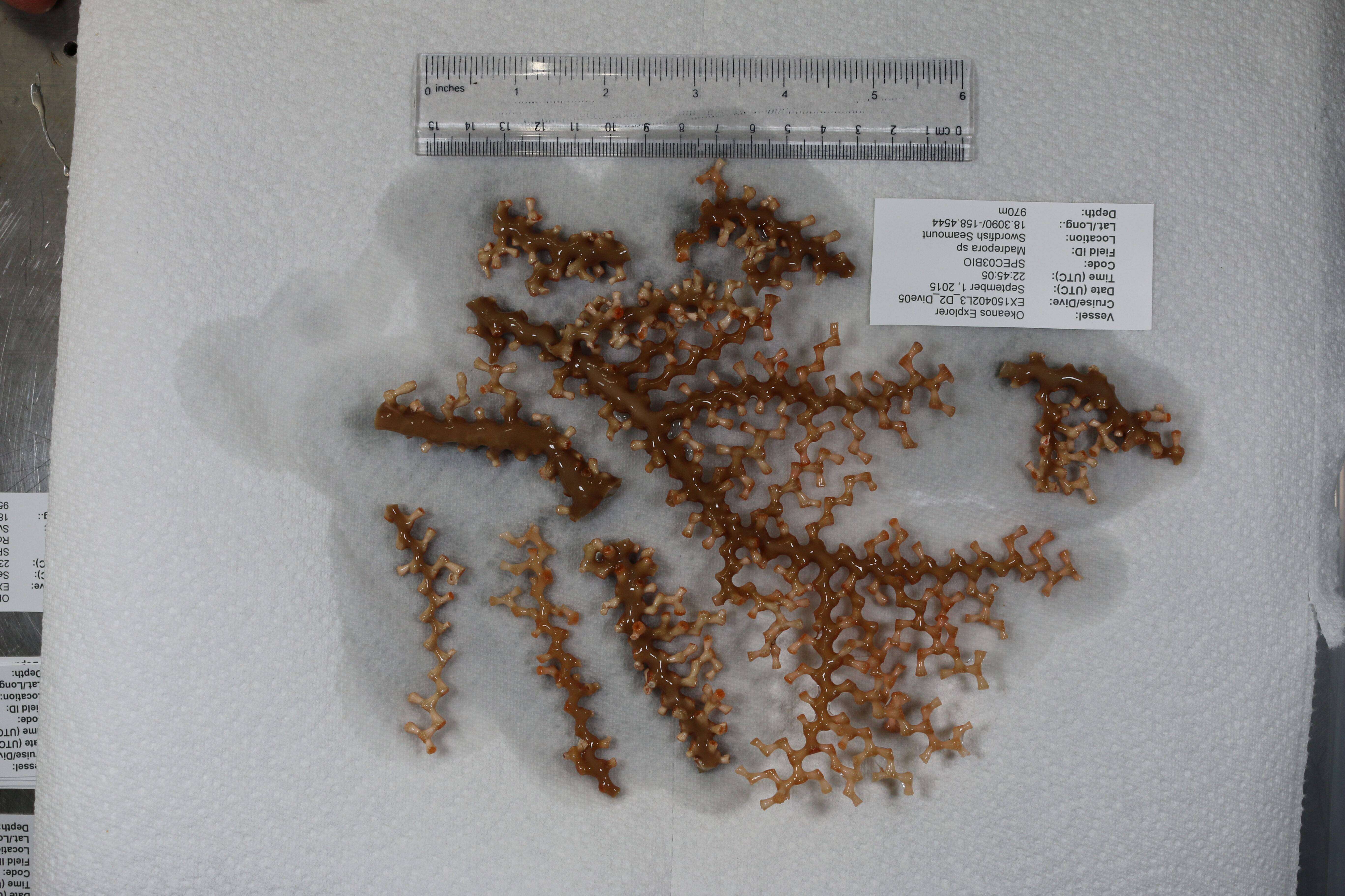 Image of lettuce coral