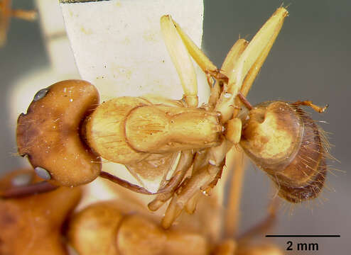 Image of Florida Carpenter Ant