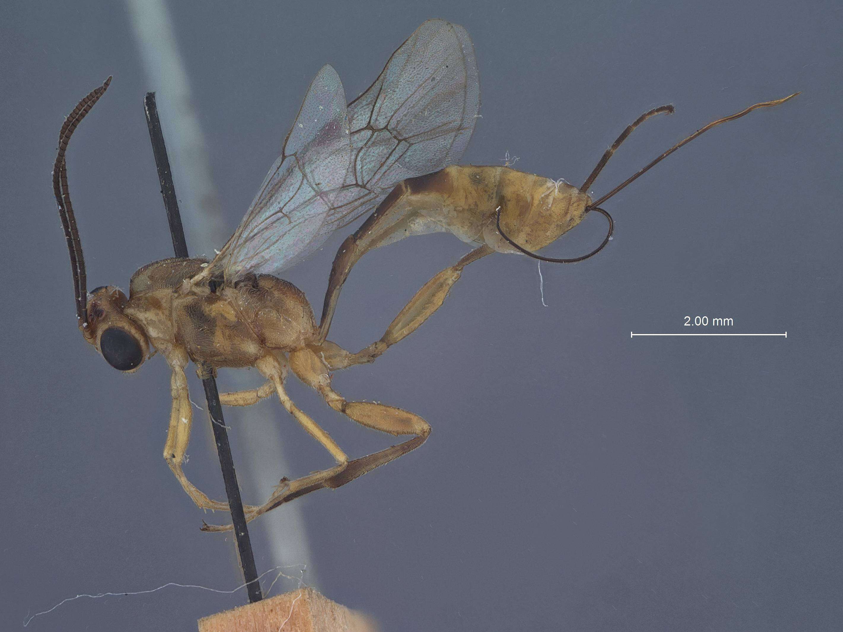 Image of Pristomerus euzopherae Viereck 1912