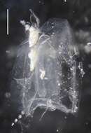Image of Hydroidolina Collins 2000