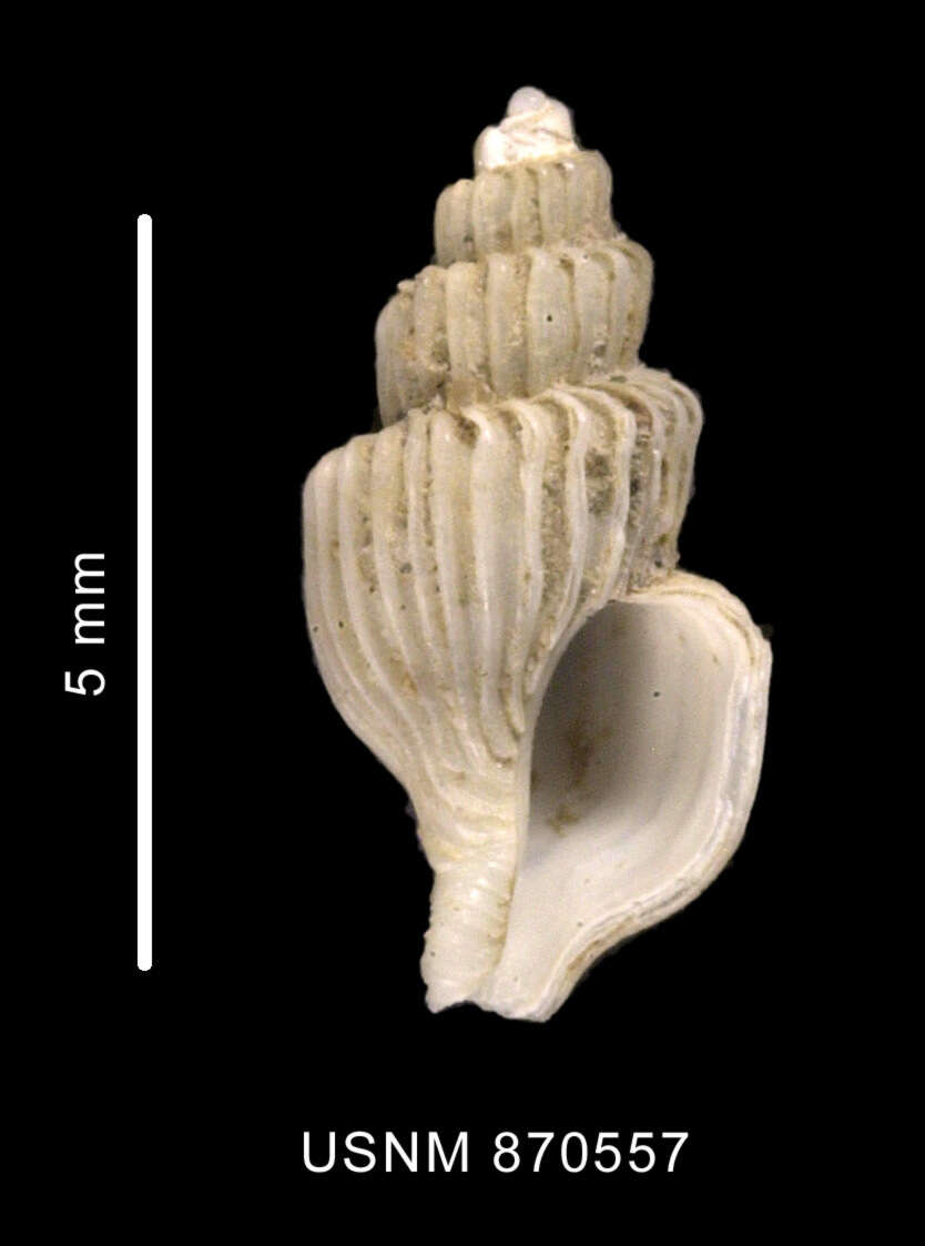 Image of Trophon minutus Melvill & Standen 1907