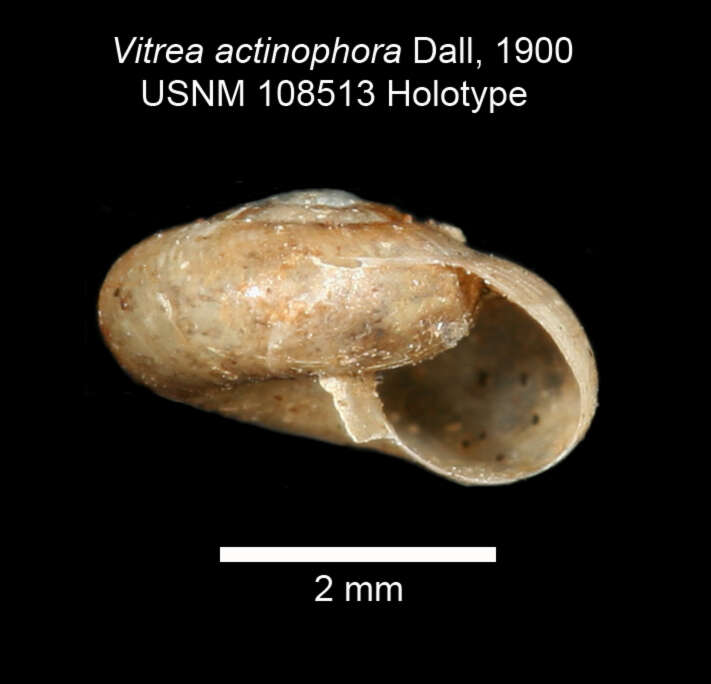 Image of Retinella actinophora (Dall 1900)