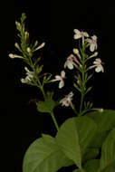 Pseuderanthemum carruthersii (Seem.) Guill. resmi