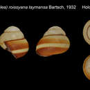 Image of Cochlostyla (Calocochlea) roissyana laymansa Bartsch