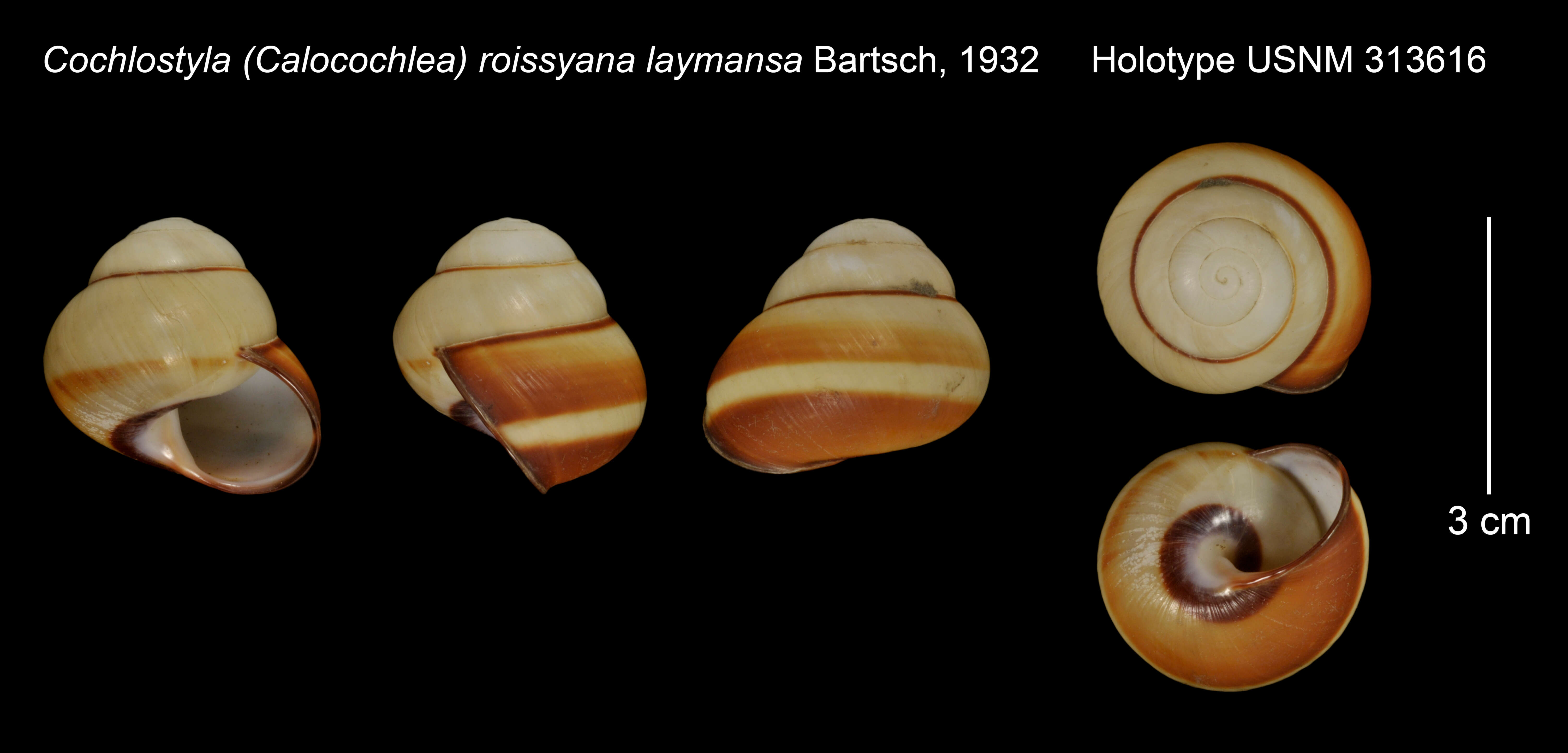 Image of Cochlostyla (Calocochlea) roissyana laymansa Bartsch
