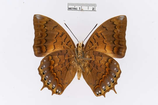 Charaxes latona Butler 1865的圖片