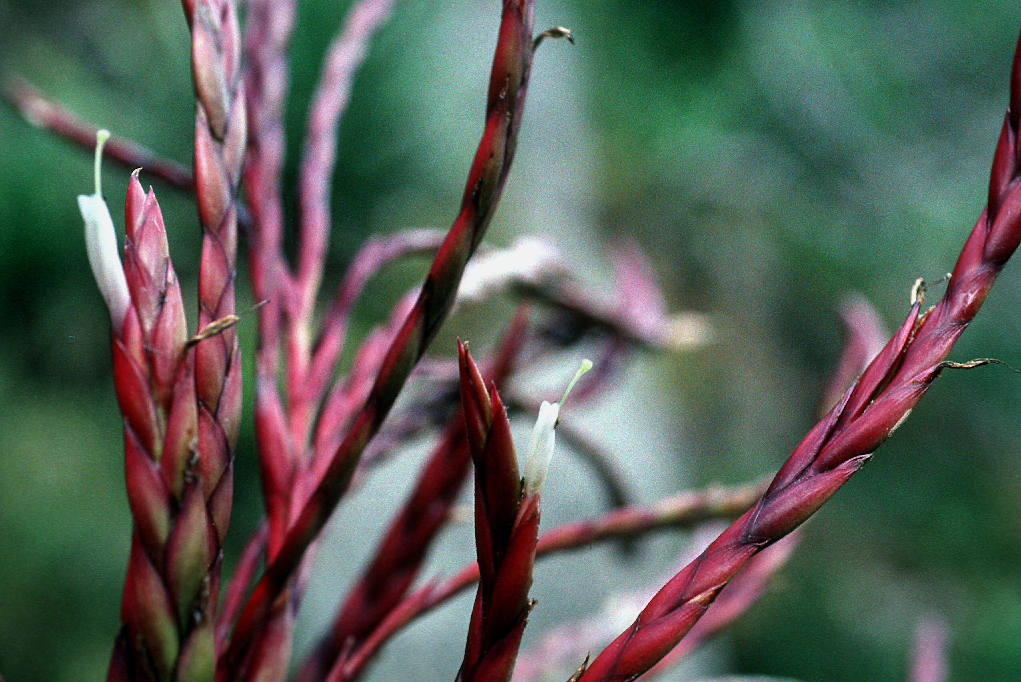 Image of pinon