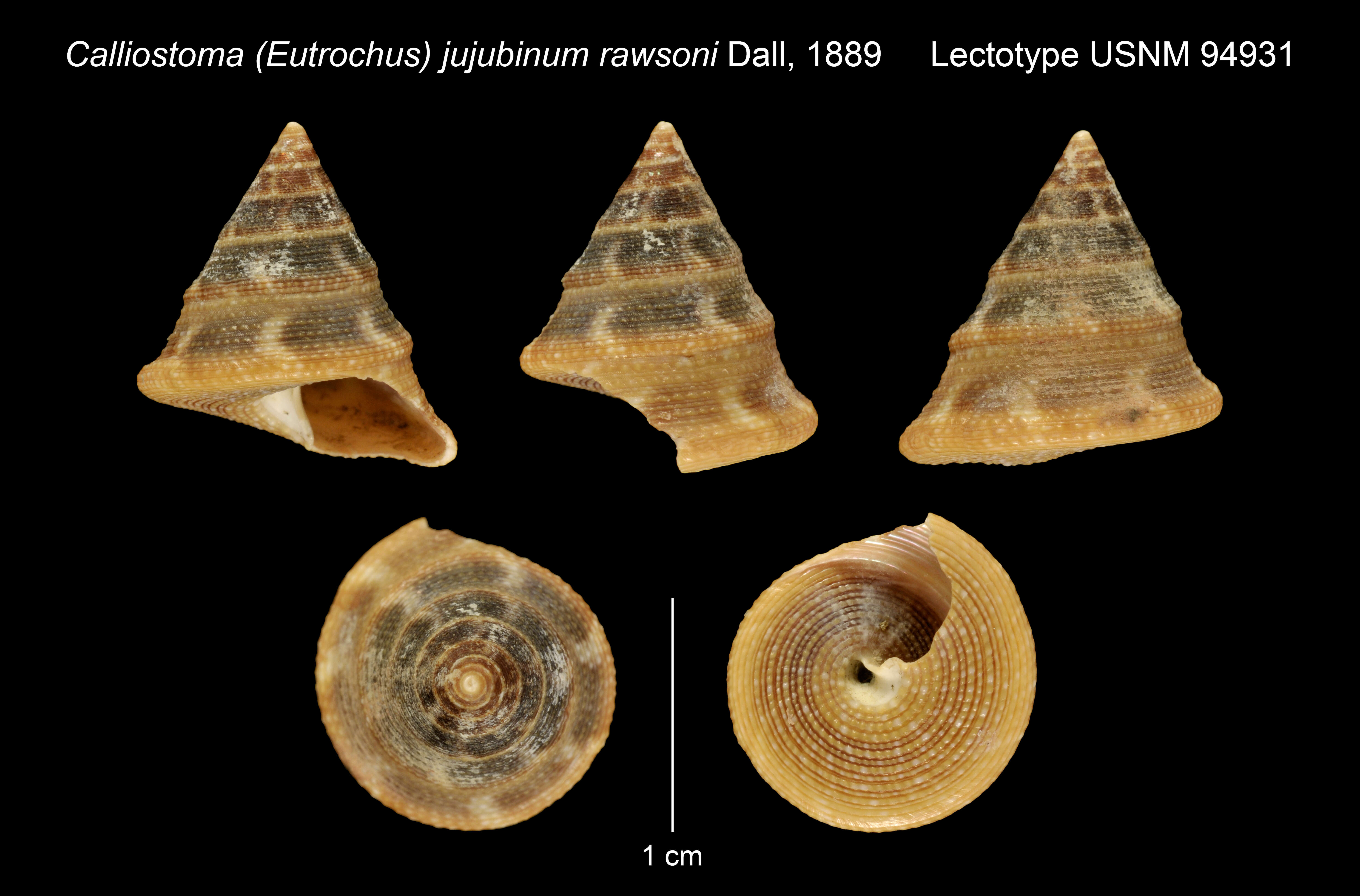 Image of Calliostoma jujubinum (Gmelin 1791)