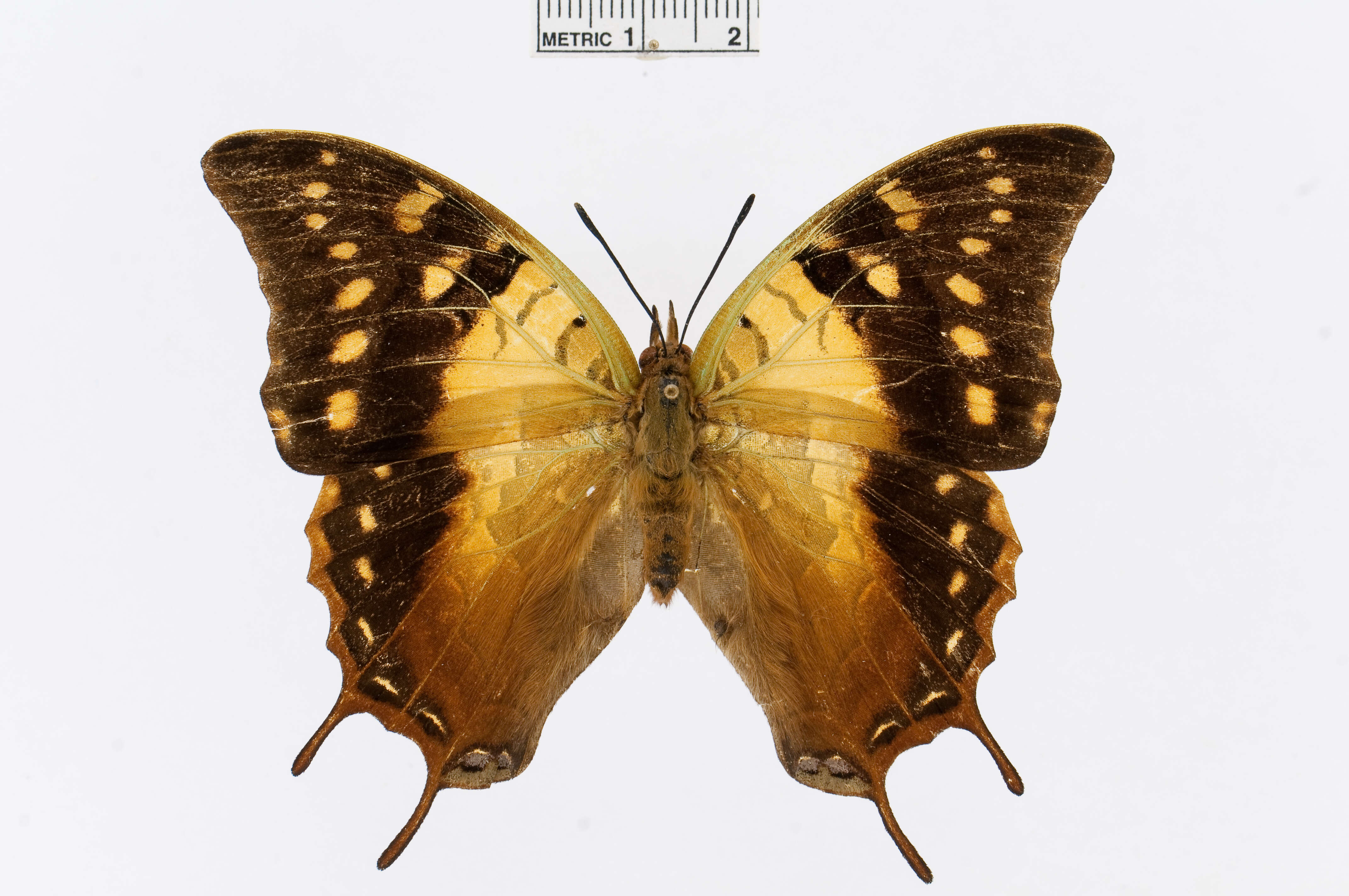 Слика од Charaxes antamboulou Lucas 1872