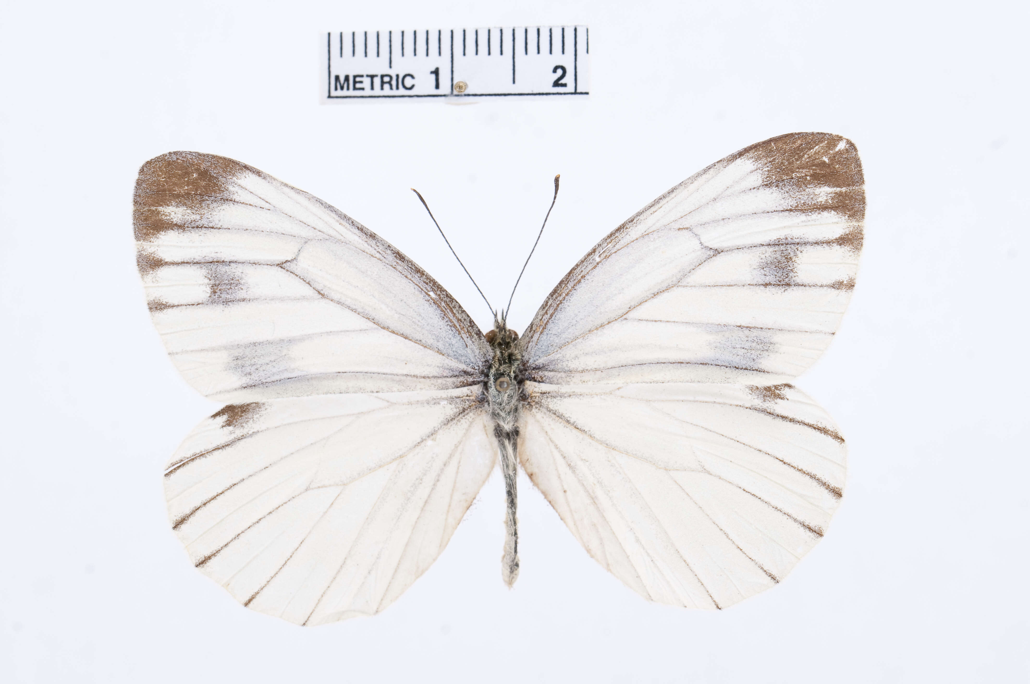 Image of Pieris melete Ménétriès 1857