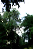 Image of Mauritanian grass