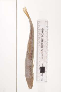 Image of Mylocheilus