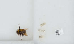 Image of Bombus robustus Smith 1854