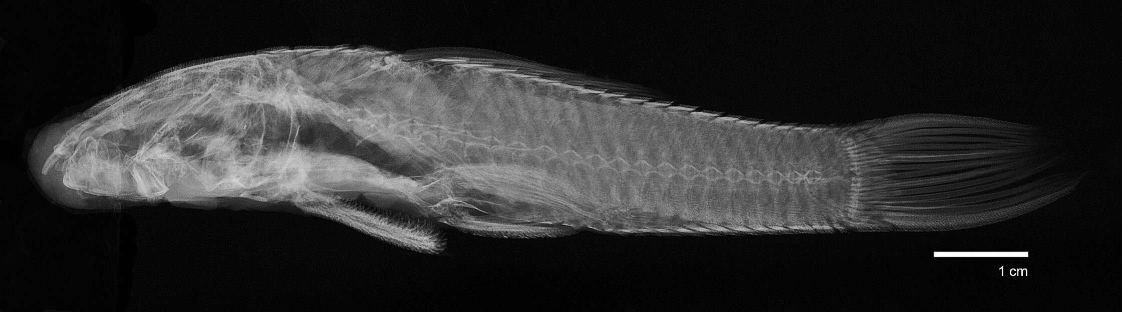 Plancia ëd Chaetostoma anomalum Regan 1903