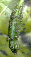 Image of Ceodes brunoniana (Endl.) Skottsb.