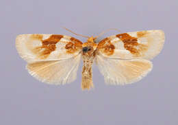 Image of Tortrix carnana Barnes & Busck 1920