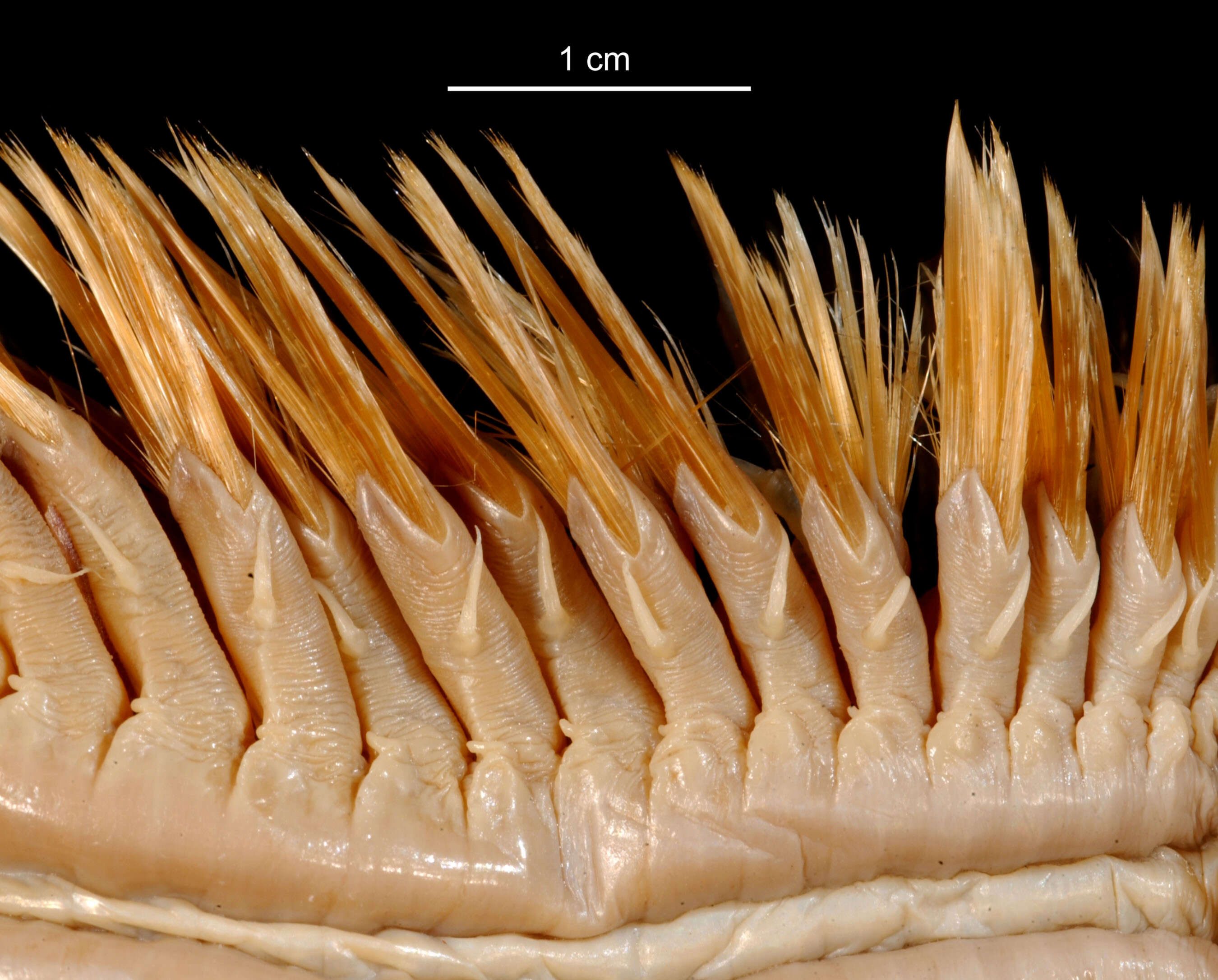 Image of Eulagisca uschakovi Pettibone 1997