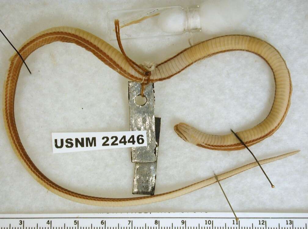 Image of Pale Ground Snake