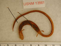 Image of California Slender Salamander