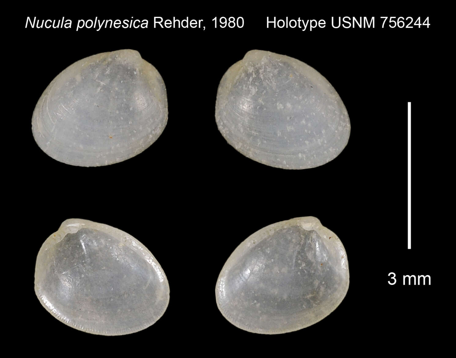 Nucula hawaiensis Pilsbry 1921的圖片