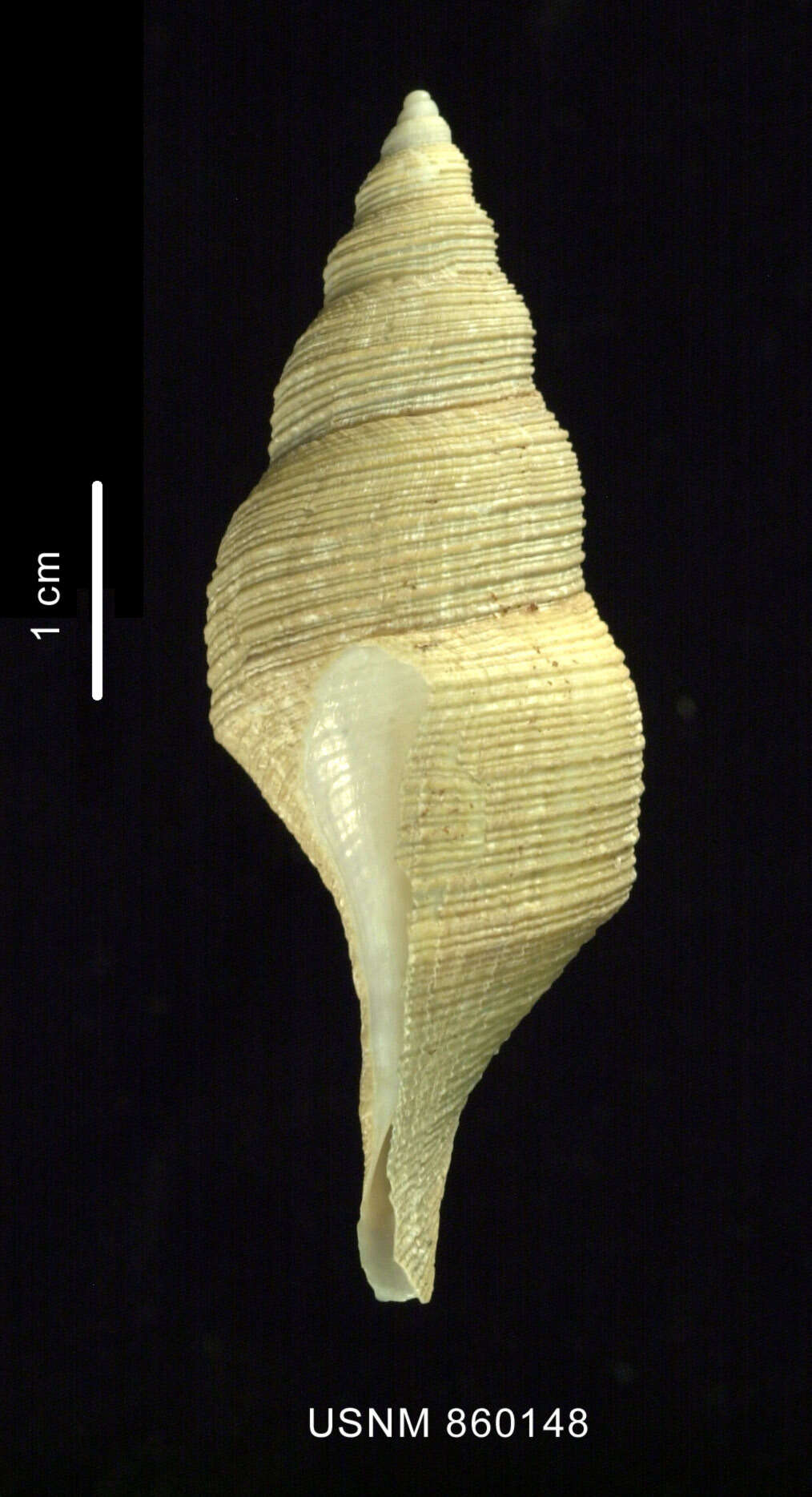 Image of Aforia hedleyi (Dell 1990)