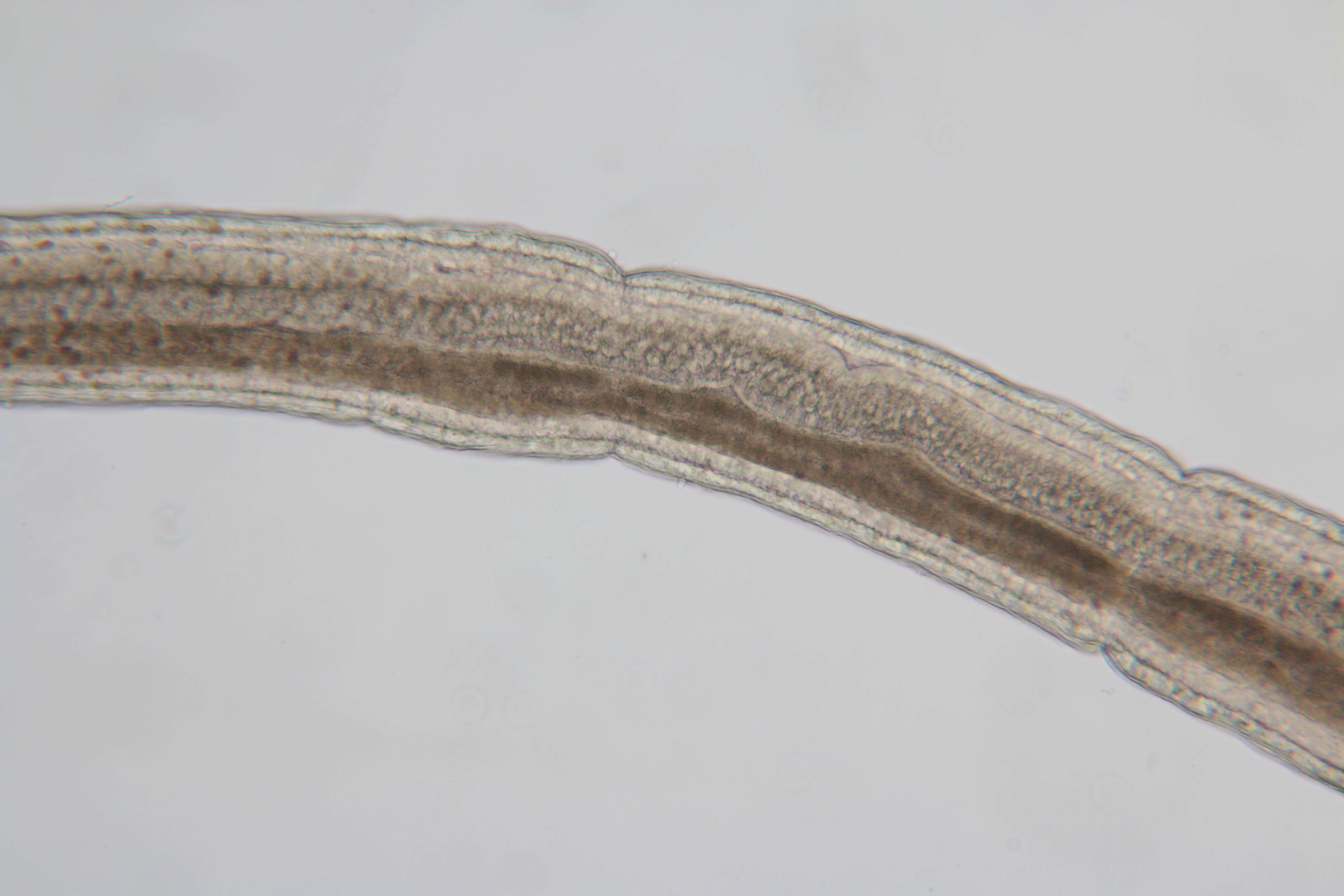 Image of Cephalothricidae