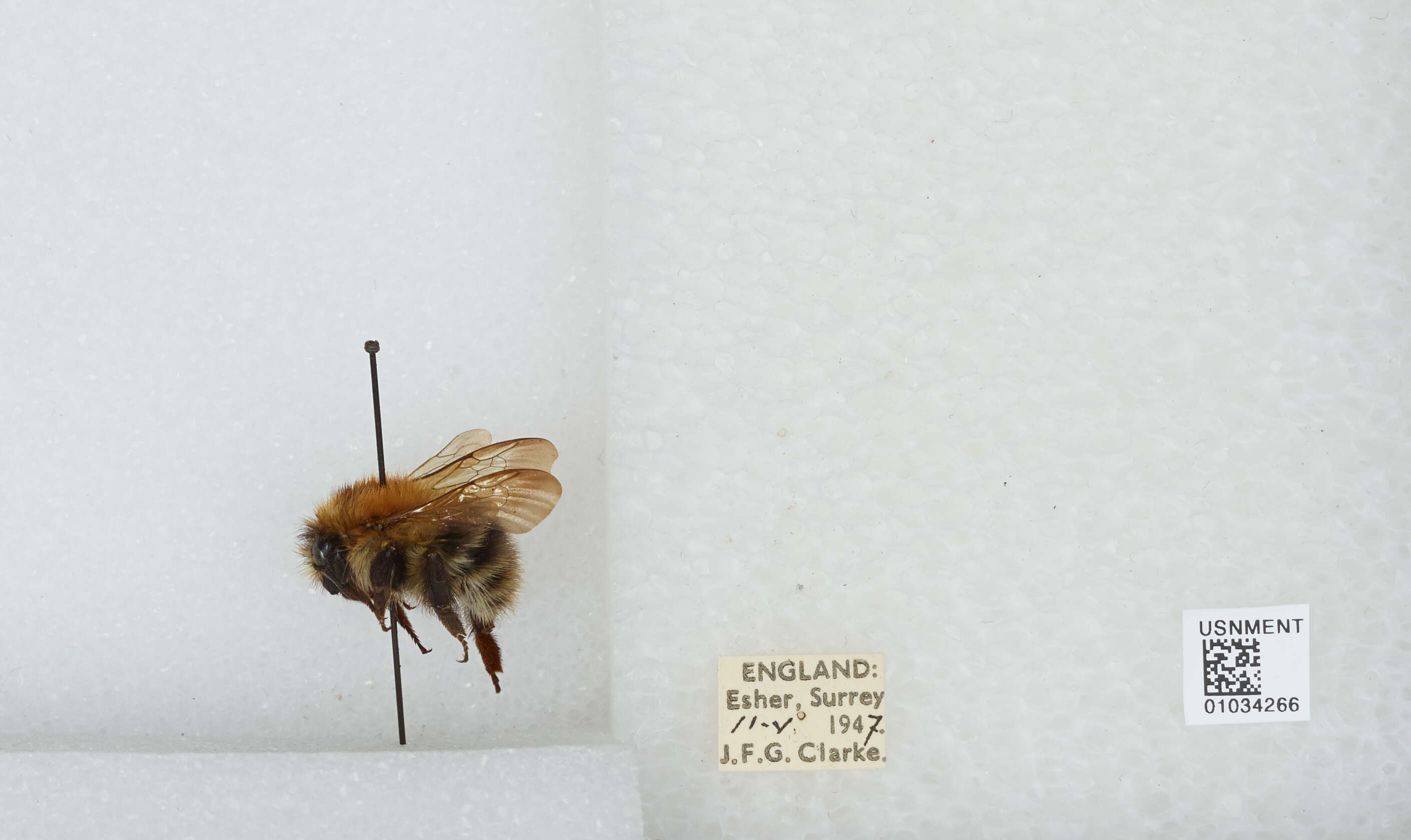 Image of Common carder bumblebee