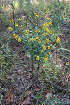 Plancia ëd Helenium autumnale L.