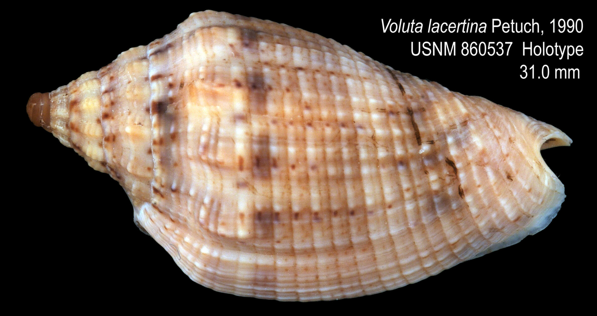 Image of Voluta lacertina